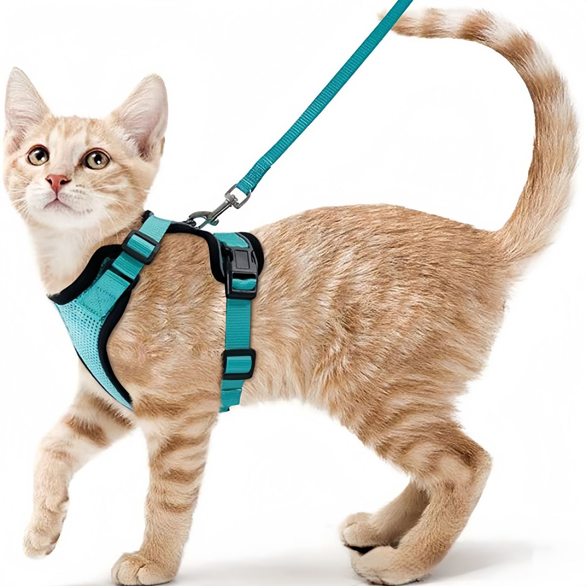 Tali Dada Hewan Peliharaan Ama - Pet Supplies Amazon ulasan dan harga